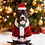 animal, black_dog, bow_tie, celebration, christmas, christmas_tree, costume, cute, decorations, dog, festive, hat, holiday, indoor, pet, portrait, santa_claus, seasonal, snow, white_paws