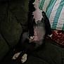 Lucy joined the competition — help win amazing prizes! dog, lying_down, couch, indoor, black_and_white, relaxed, pet, pillow, furniture, animal, resting, canine, soft_surface, domestic, sleeping_position, cozy, fur, paw, belly, striped_pillow
