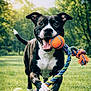 active, animal, black_and_white, canine, cheerful, daytime, dog, grass, greenery, happy, nature, orange_ball, outdoor, park, pet, playing, rope_toy, running, sunlight, toy
