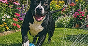 Lucy joined the competition — help win amazing prizes! ball, black_and_white, dog, fence, flowers, garden, grass, greenery, happy, nature, outdoor, pet, pink_flowers, playful, running, sprinkler, summer, sunny, water_spray, yellow_flowers