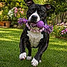 active, animal, black_and_white, canine, closeup, cute, dog, flowers, garden, grass, happy, nature, outdoor, pet, playing, purple, running, spring, summer, toy