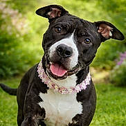 Lucy is registered to the contest to win money with this photo: dog, black_and_white, pet, animal, outdoor, greenery, flower_necklace, happy, cute, portrait, grass, ears, tongue, close_up, nature, friendly, playful, mammal, collar, summer