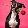 animal, black_and_white, canine, cute, dog, domestic_animal, ears, flower, flower_stem, love, mammal, pet, pink_background, portrait, romantic, rose, sitting, studio, valentine, whiskers