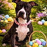 dog, black_and_white, flower_necklace, easter_eggs, basket, grass, garden, flowers, spring, outdoor, cute, pet, animal, colorful, nature, holiday, decorative, sitting, portrait, playful