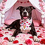 animal, bandana, black_and_white, cozy, cute, decorations, dog, flowers, heart, indoor, pet, pink, portrait, red, rose_petals, smiling, tent, tongue_out, valentines_day, white_rug