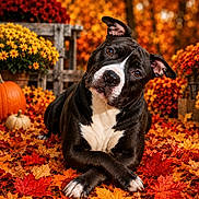Lucy joined the competition — help win amazing prizes! dog, autumn, fall_leaves, pumpkin, yellow_flowers, orange_flowers, black_and_white_dog, outdoor, nature, seasonal, cute, pet, portrait, leaf_litter, wooden_crate, colorful, animal, head_tilt, fall_decor, flower_pots