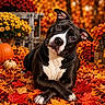 dog, autumn, fall_leaves, pumpkin, yellow_flowers, orange_flowers, black_and_white_dog, outdoor, nature, seasonal, cute, pet, portrait, leaf_litter, wooden_crate, colorful, animal, head_tilt, fall_decor, flower_pots