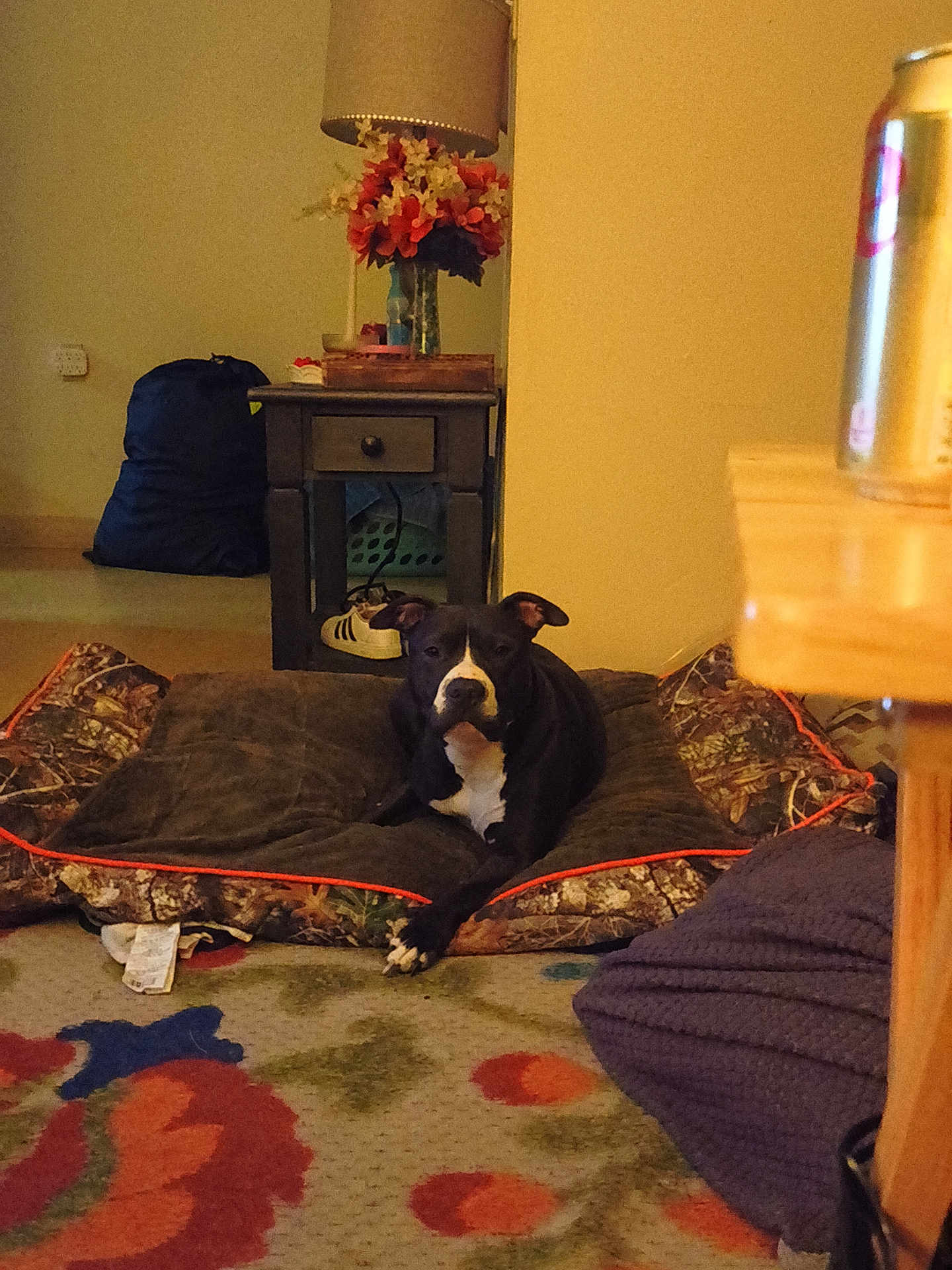 Lucy is registered to the contest to win money with this photo: dog, dog_bed, living_room, carpet, flower_arrangement, table, can, pillow, shoe, lamp, cushion, indoor, pet, resting, black_and_white, wooden_furniture, decor, floor, relaxing, cozy