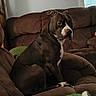 Lucy is registered to the contest to win money with this photo: dog, couch, brown, indoor, pet, furniture, window, pillow, relaxing, canine, domestic_animal, comfort, seated, living_room, natural_light, black_and_white, ears, snout, fur, quiet