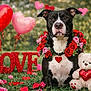Lucy is registered to the contest to win money with this photo: dog, black_and_white, floral_wreath, heart_shaped_pendant, teddy_bear, red_heart, love_sign, heart_balloons, pink_flowers, red_flowers, grass, outdoor, romantic, valentines_day, cute, stuffed_animal, nature, pet, portrait, decorations