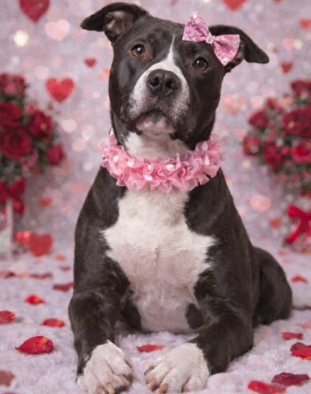 Lucy is registered to the contest to win money with this photo: adorable, animal, background, black_and_white, bow, collar, cute, decor, dog, flower_petals, fluffy, heart, lying_down, pet, pink, portrait, romantic, soft_texture, studio, valentines_day