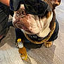 accessory, animal, beer, black_shirt, bottle, bulldog, close_up, cool, dog, fashion, floor, gold_chain, indoor, nose, paw, pet, portrait, sunglasses, wood_floor, wrinkles