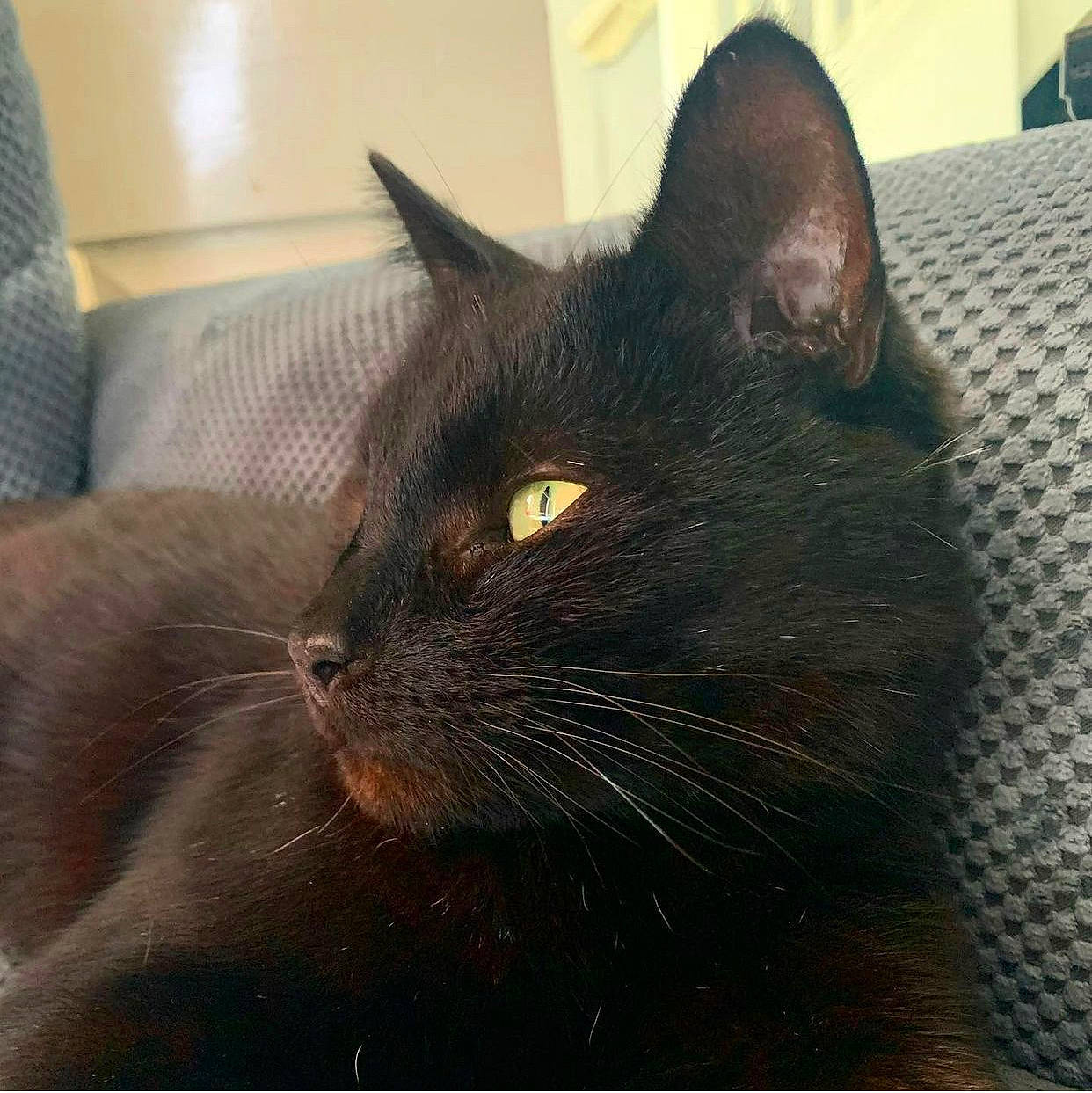 Binx joined the competition — help win amazing prizes! black_cat, bombay, carnivore, cat, domestic_short_haired_cat, felidae, fur, grey, korat, rectangle, small_to_medium_sized_cats, snout, tail, terrestrial_animal, whiskers