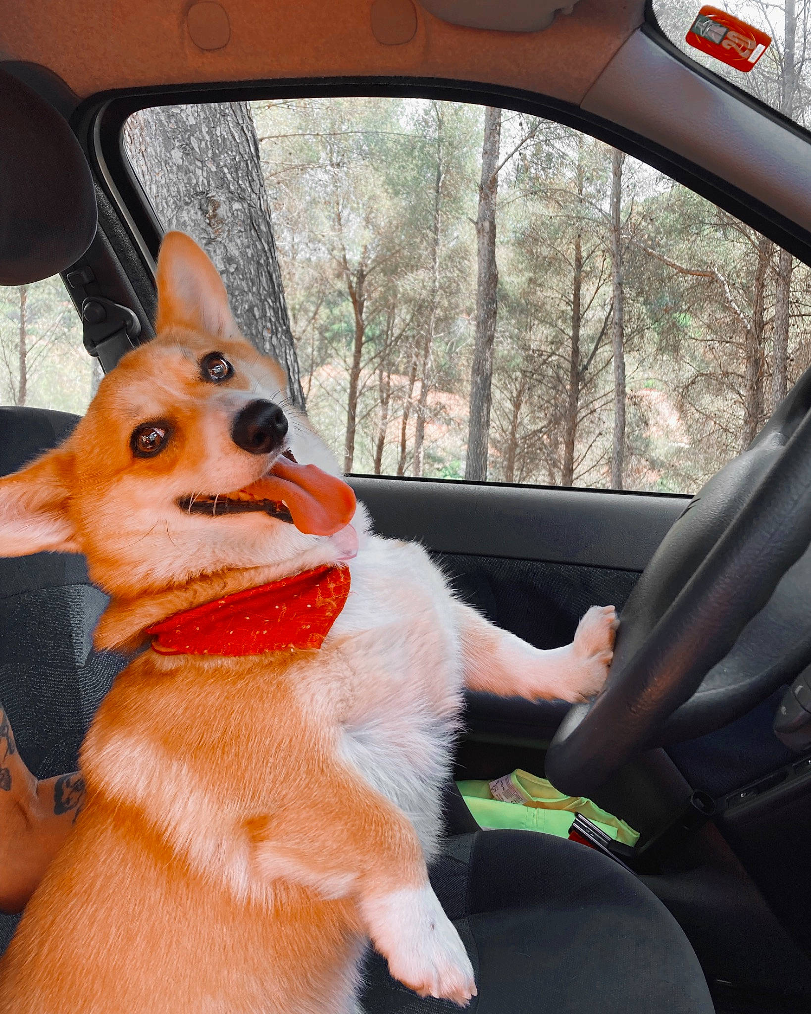 Cornichon participe au concours pour gagner de l'argent avec cette photo : auto_part, automotive_exterior, automotive_lighting, automotive_mirror, car, carnivore, collar, companion_dog, dog, dog_breed, fawn, head_restraint, motor_vehicle, rear_view_mirror, steering_wheel, sunglasses, vehicle, vehicle_door, whiskers, window