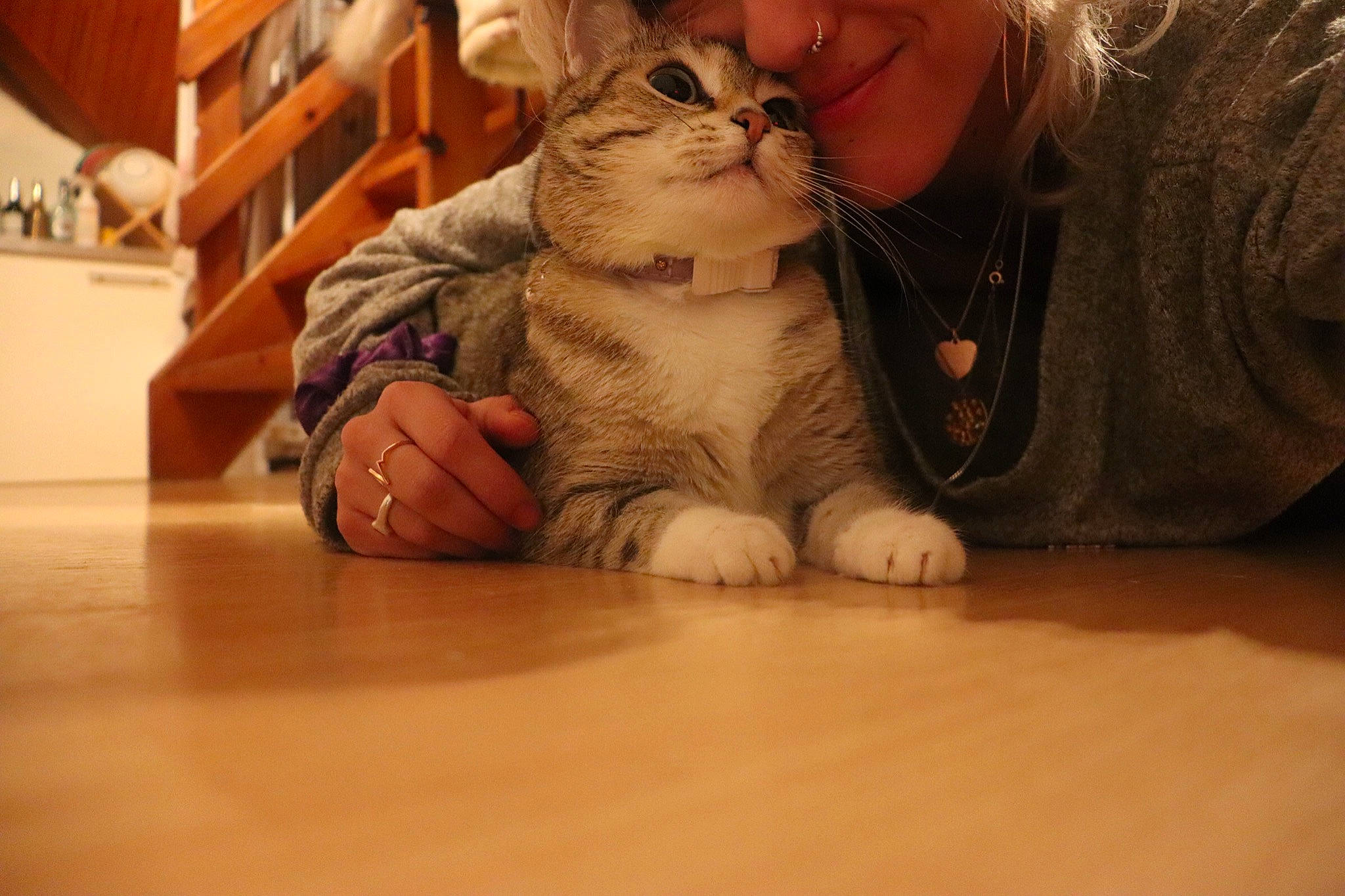 Maître Chaussette a rejoint le concours — aidez-le/la à gagner de superbes lots ! american_curl, american_shorthair, asian, carnivore, cat, domestic_short_haired_cat, european_shorthair, felidae, floor, flooring, fur, kitten, munchkin, nose, paw, skin, small_to_medium_sized_cats, snout, whiskers, wood