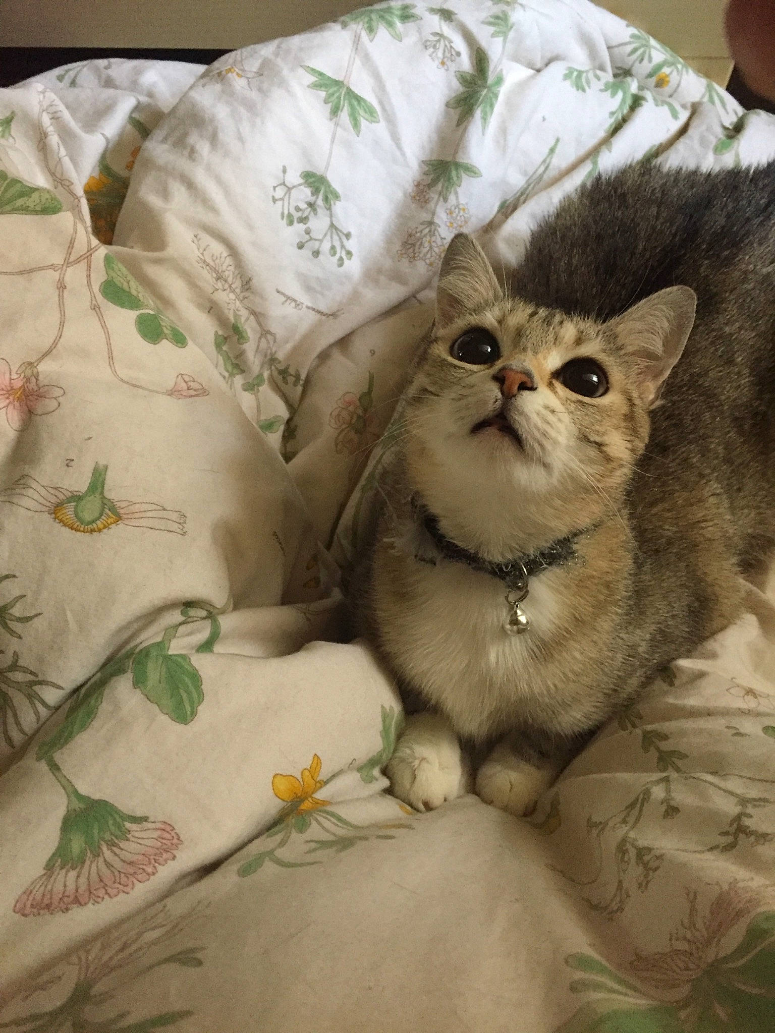 Maître Chaussette participe au concours pour gagner de l'argent avec cette photo : american_shorthair, asian, australian_mist, burmilla, carnivore, cat, domestic_short_haired_cat, european_shorthair, fawn, felidae, kitten, singapura, small_to_medium_sized_cats, whiskers