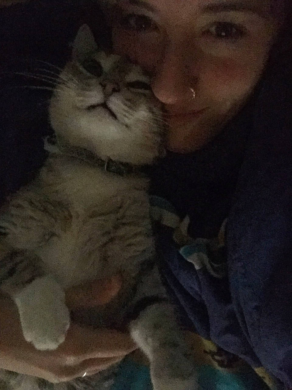 Maître Chaussette a rejoint le concours — aidez-le/la à gagner de superbes lots ! asian, carnivore, cat, cheek, european_shorthair, eye, felidae, fur, gesture, kitten, mouth, night, nose, polydactyl_cat, skin, small_to_medium_sized_cats, whiskers