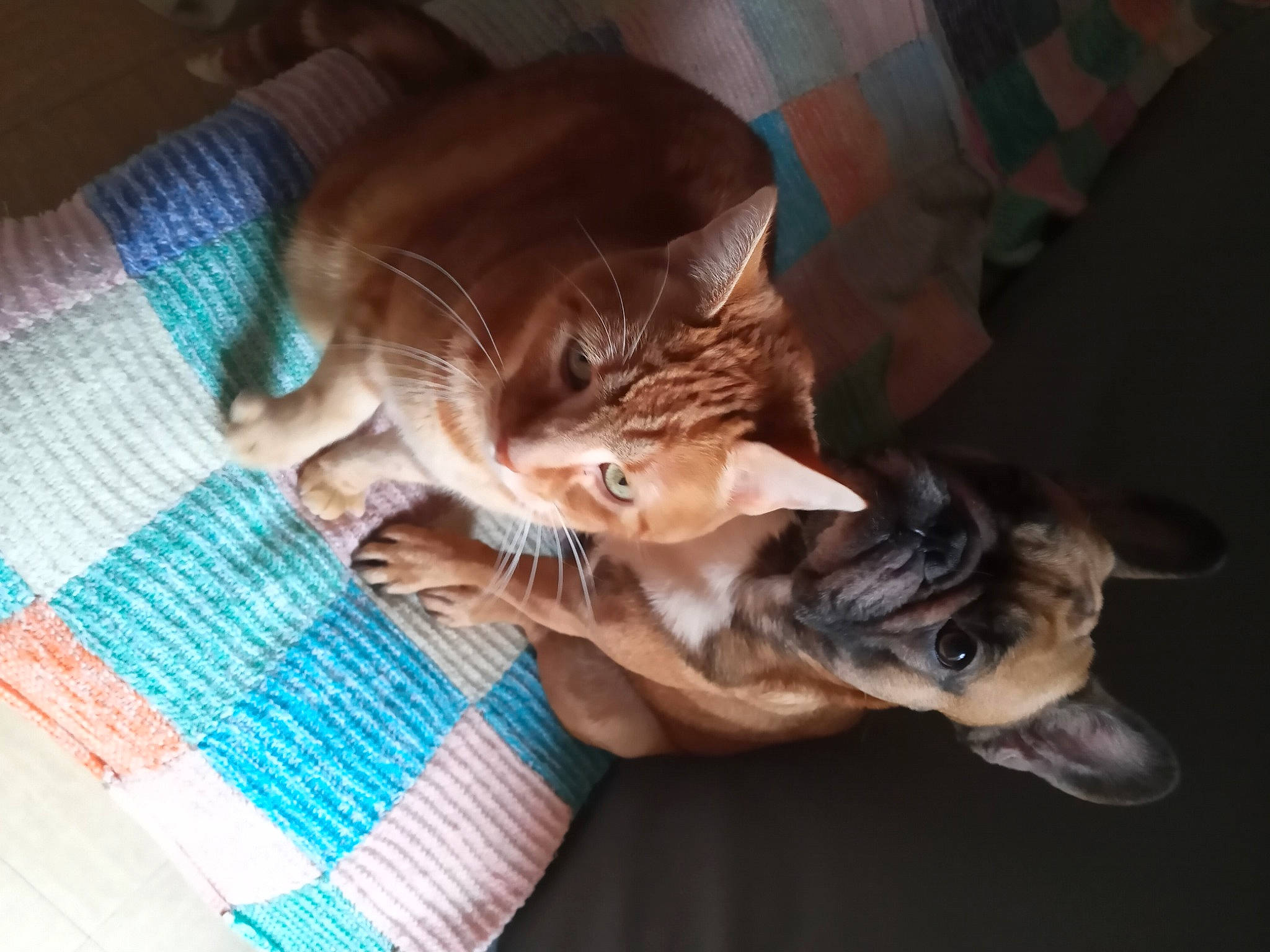 Berlioz participe au concours pour gagner de l'argent avec cette photo : canidae, carnivore, cat, comfort, companion_dog, couch, domestic_short_haired_cat, fawn, felidae, fur, human_leg, lap, linens, nap, paw, small_to_medium_sized_cats, tail, toy_dog, whiskers, wood