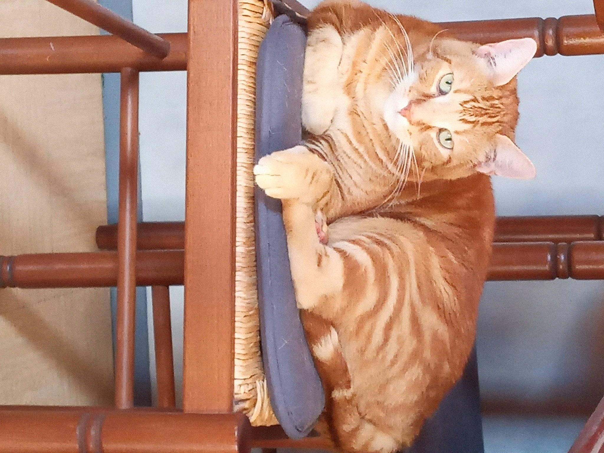 Berlioz participe au concours pour gagner de l'argent avec cette photo : art, artifact, carnivore, carving, cat, comfort, domestic_short_haired_cat, fawn, felidae, fur, hardwood, paw, peach, plywood, small_to_medium_sized_cats, snout, tail, whiskers, wood, wood_stain