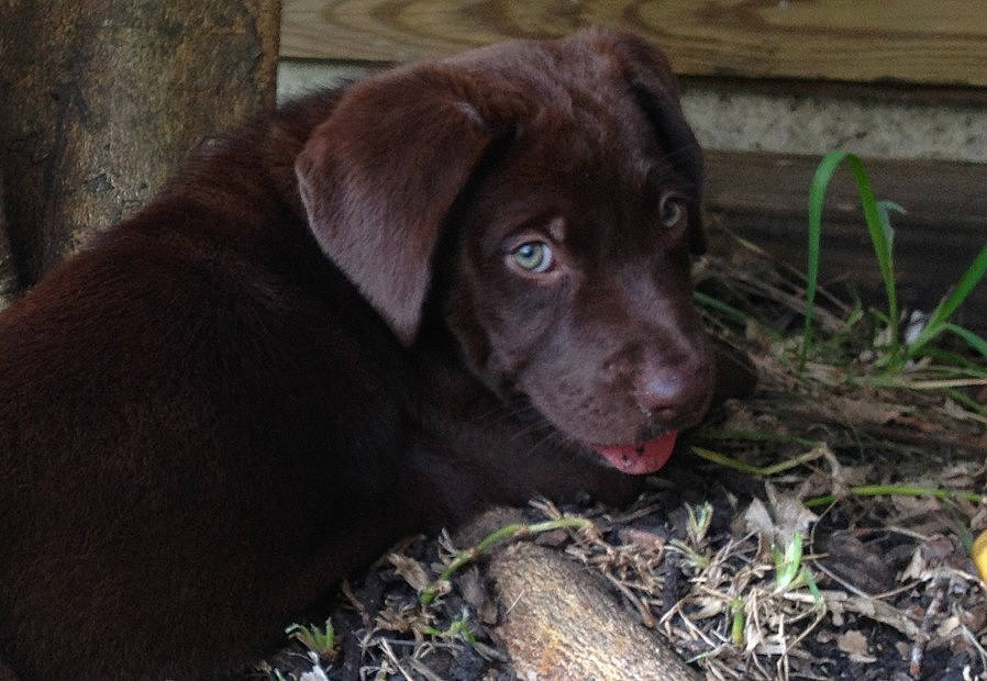 Brooke joined the competition — help win amazing prizes! borador, carnivore, companion_dog, dog, dog_breed, fur, grass, gun_dog, labrador_retriever, liver, pointing_breed, retriever, snout, soil, sporting_group, terrestrial_animal, whiskers, wood, working_animal