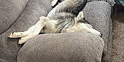Sadie joined the competition — help win amazing prizes! dog, husky, couch, gray, pillow, leopard_print, carpet, indoor, sleeping, pet, relaxed, collar, furniture, chewed_couch, tennis_ball, cozy, living_room, resting, animal, domestic