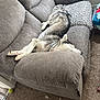 dog, husky, couch, gray, pillow, leopard_print, carpet, indoor, sleeping, pet, relaxed, collar, furniture, chewed_couch, tennis_ball, cozy, living_room, resting, animal, domestic