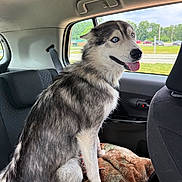 Sadie joined the competition — help win amazing prizes! dog, husky, blue_eyes, car_interior, backseat, blanket, window, seatbelt, happy, tongue_out, pet, fur, animal, domestic_animal, transportation, road, trees, daytime, sitting, canine