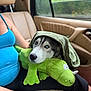Sadie joined the competition — help win amazing prizes! dog, husky, puppy, blue_eyes, plush_toy, green_towel, person, car_interior, seat, window, nature_outside, lap, resting, cozy, cute, pet, animal, indoor, casual, comfort