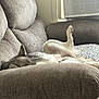 Sadie is registered to the contest to win money with this photo: dog, couch, indoor, relaxing, furniture, pet, window, air_conditioner, brown, fur, lying_down, leg_up, cozy, resting, domestic, home, canine, sleeping, comfort, appliance