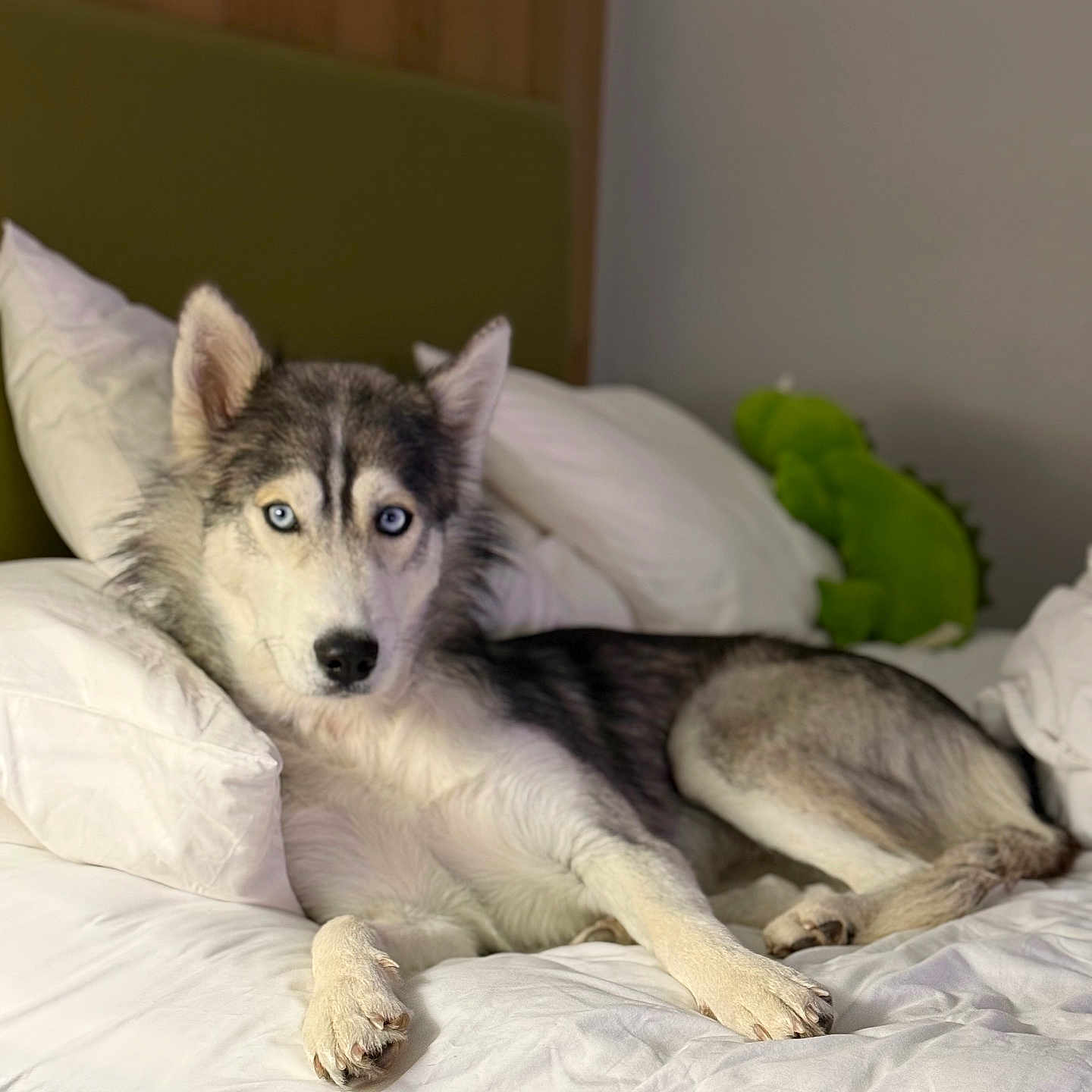 Sadie is registered to the contest to win money with this photo: animal, bed, blue_eyes, canine, comfortable, cozy, dog, fur, green_toy, headboard, home, indoor, looking_at_camera, lying_down, pet, pillow, plush_toy, resting, siberian_husky, white_bedding