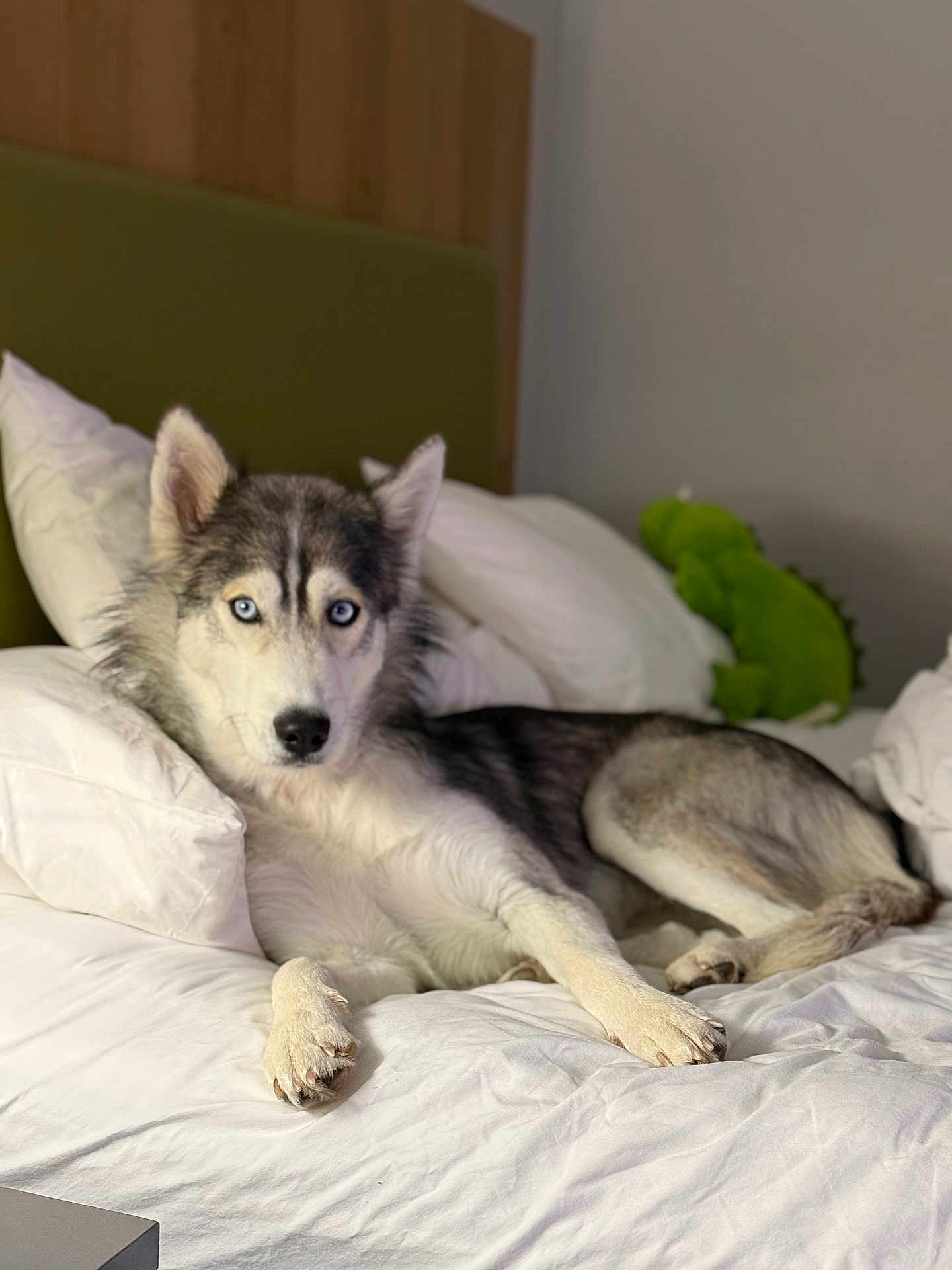 Sadie is registered to the contest to win money with this photo: dog, siberian_husky, bed, white_bedding, blue_eyes, lying_down, indoor, pillow, plush_toy, green_toy, headboard, fur, pet, canine, animal, resting, looking_at_camera, home, cozy, comfortable