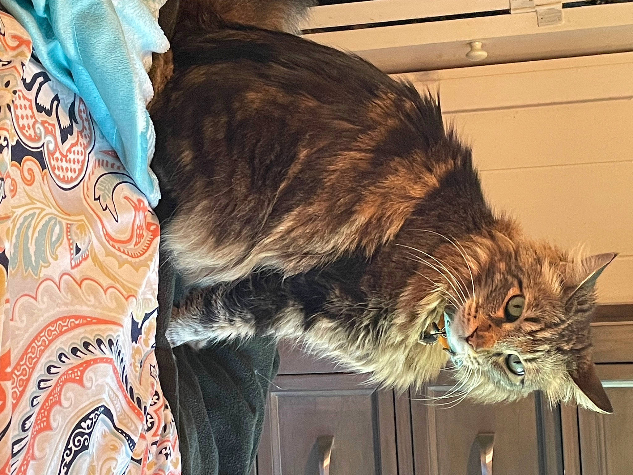 Binkie Butt Kavanay is registered to the contest to win money with this photo: carnivore, cat, claw, domestic_short_haired_cat, felidae, fur, maine_coon, small_to_medium_sized_cats, snout, tail, terrestrial_animal, whiskers