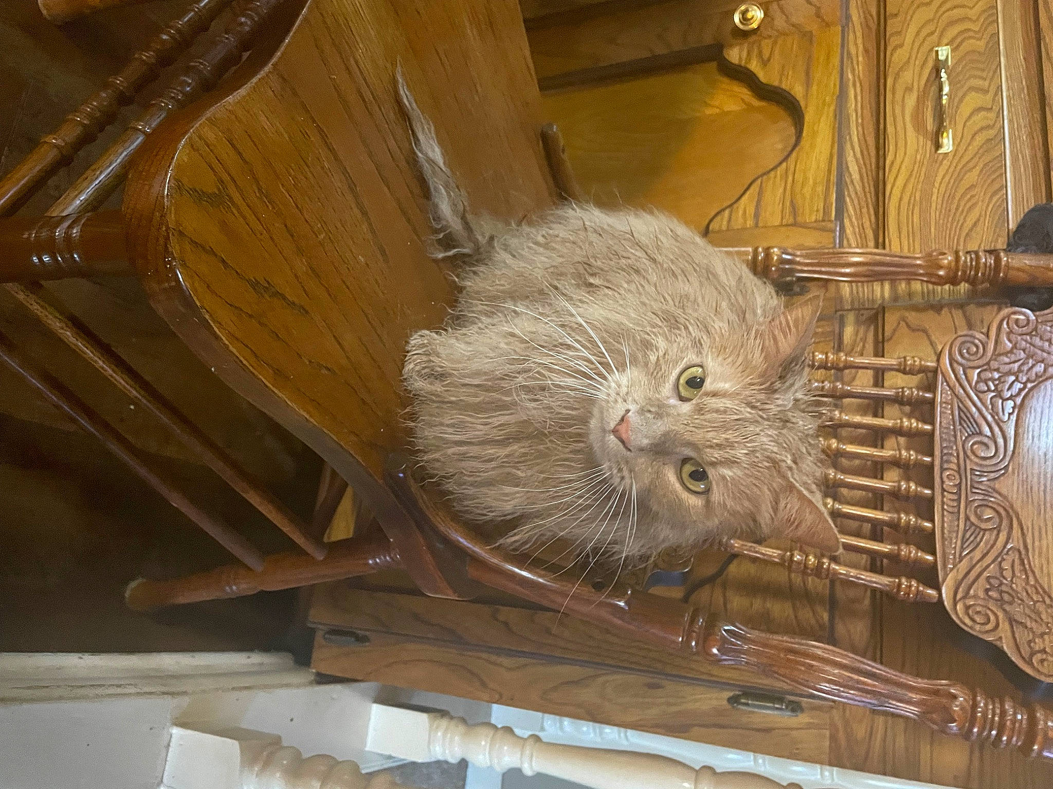 Punkin Spice Kavanay joined the competition — help win amazing prizes! carnivore, cat, ceiling, domestic_short_haired_cat, felidae, fur, hardwood, lumber, metal, plywood, small_to_medium_sized_cats, steel, tire, varnish, wheel, whiskers, wood, wood_stain