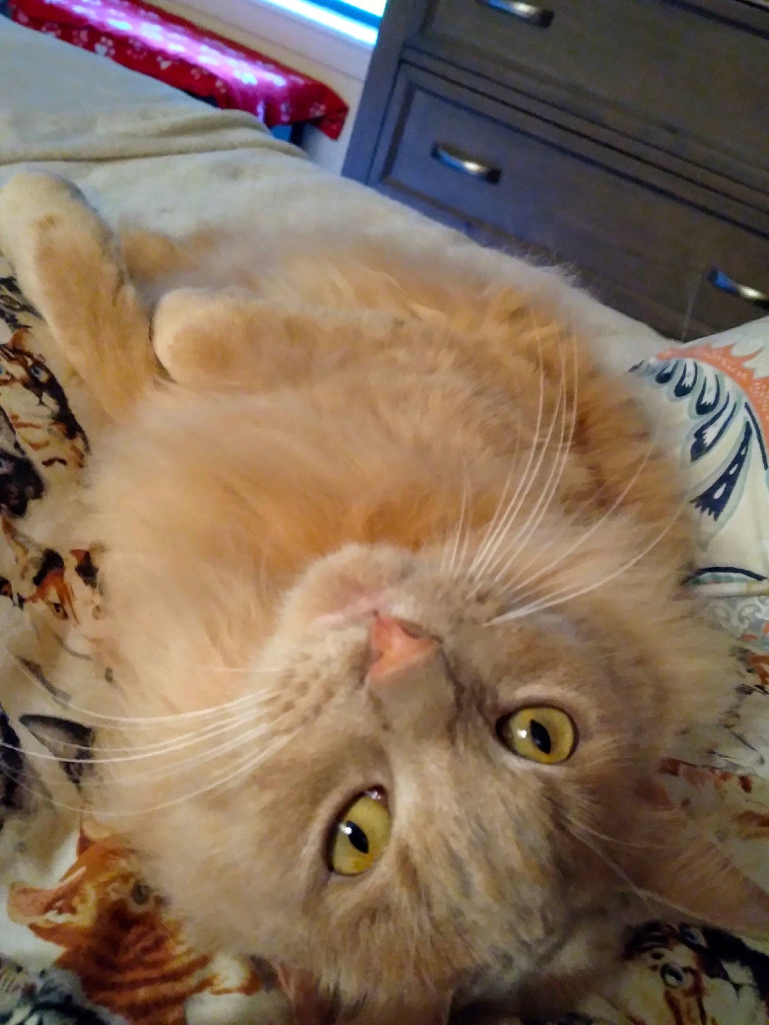 Punkin Spice Kavanay is registered to the contest to win money with this photo: blue, cabinetry, carnivore, cat, chest_of_drawers, claw, computer_keyboard, domestic_short_haired_cat, fawn, felidae, fur, light_switch, paw, plant, small_to_medium_sized_cats, snout, terrestrial_animal, whiskers