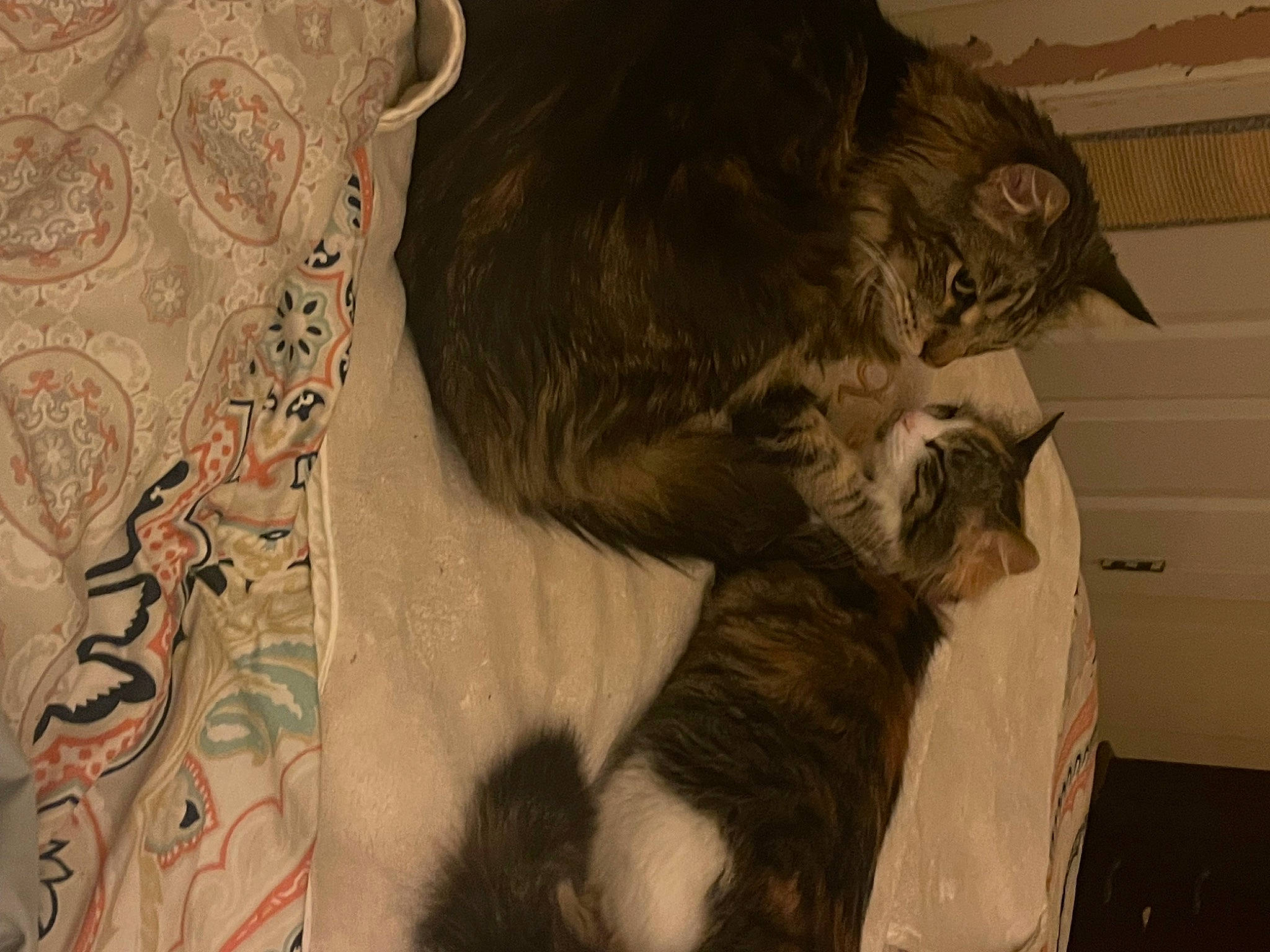 Kitty Boo Kavanay joined the competition — help win amazing prizes! black_cat, carnivore, cat, claw, comfort, domestic_short_haired_cat, felidae, fur, grey, linens, paw, room, small_to_medium_sized_cats, snout, tail, textile, visual_arts, whiskers, wood