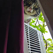 Chunky Monkey joined the competition — help win amazing prizes! cat, tabby_cat, curious, window, curtain, air_conditioner, outdoor, green_leaves, nature, pet, animal, face, whiskers, pink_nose, daylight, close_up, vertical, peeking, house, vent