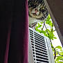 cat, tabby_cat, curious, window, curtain, air_conditioner, outdoor, green_leaves, nature, pet, animal, face, whiskers, pink_nose, daylight, close_up, vertical, peeking, house, vent