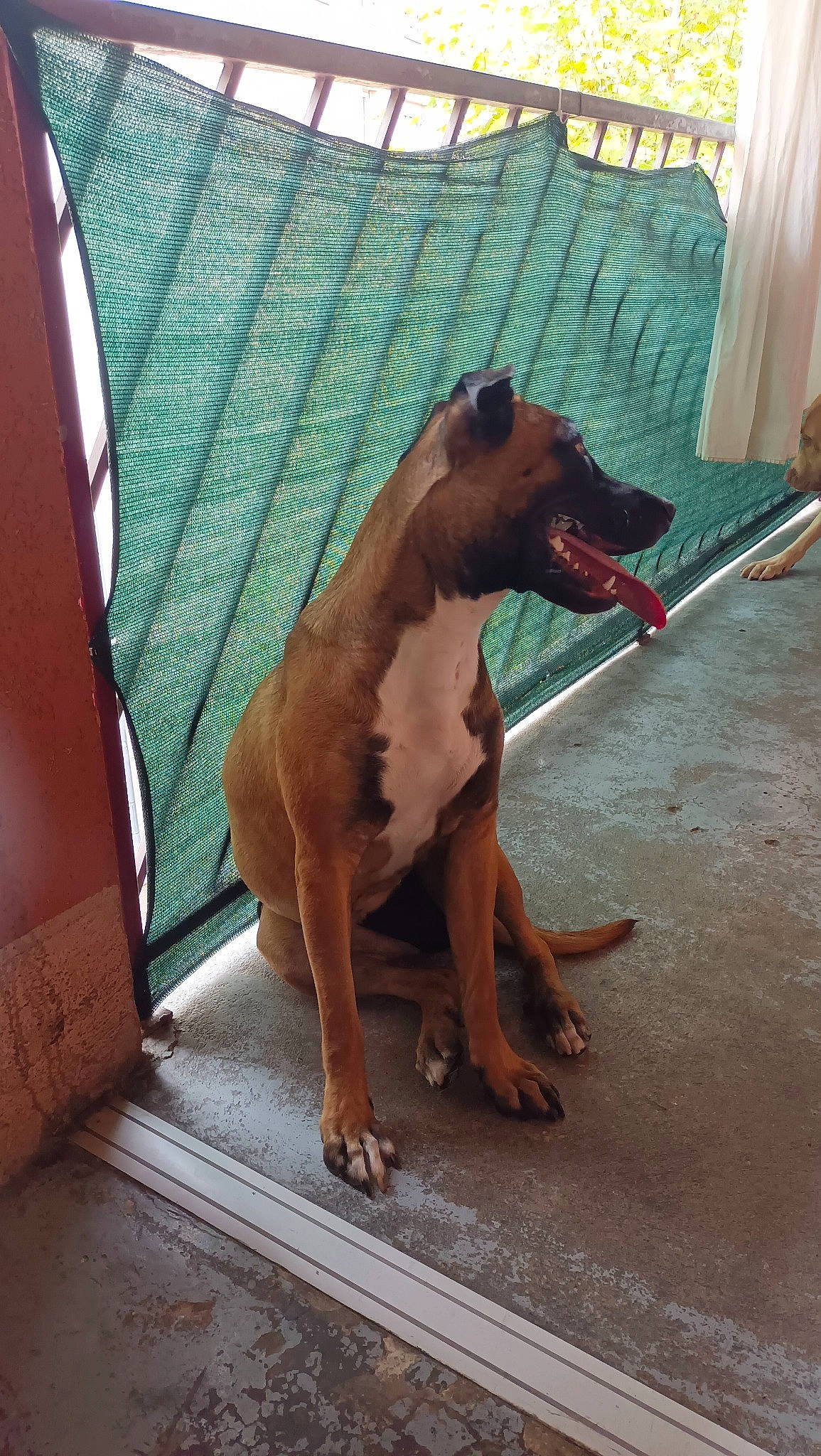 Elvira a rejoint le concours — aidez-le/la à gagner de superbes lots ! canidae, carnivore, collar, companion_dog, dog, dog_breed, dog_collar, dog_supply, fawn, flooring, liver, paw, pet_supply, snout, sporting_group, street_dog, tail, toy_dog, working_animal, working_dog