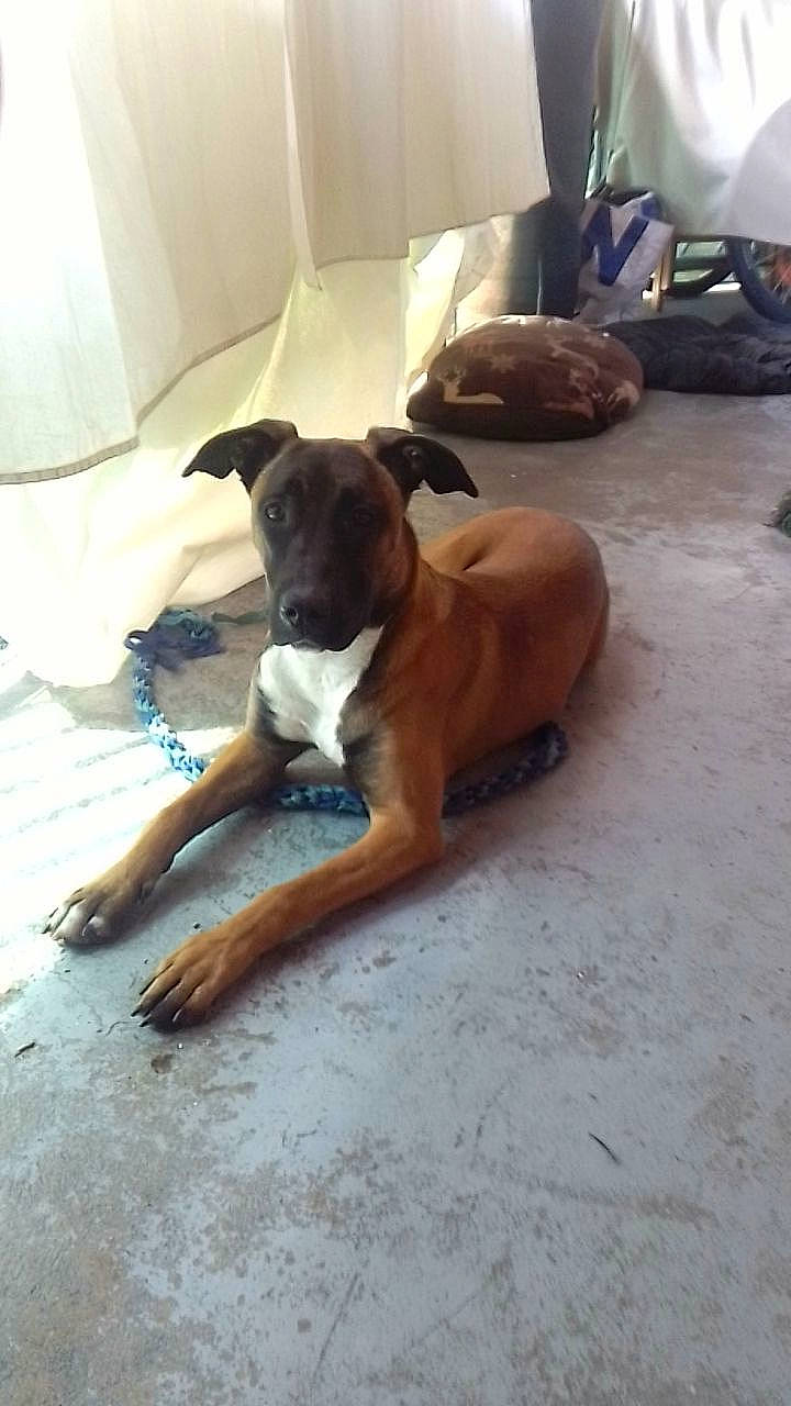 Elvira participe au concours pour gagner de l'argent avec cette photo : boxer, carnivore, comfort, companion_dog, dog, dog_breed, fawn, floor, flooring, guard_dog, hardwood, non_sporting_group, paw, plastic_bag, sporting_group, tail, wood, working_animal, working_dog