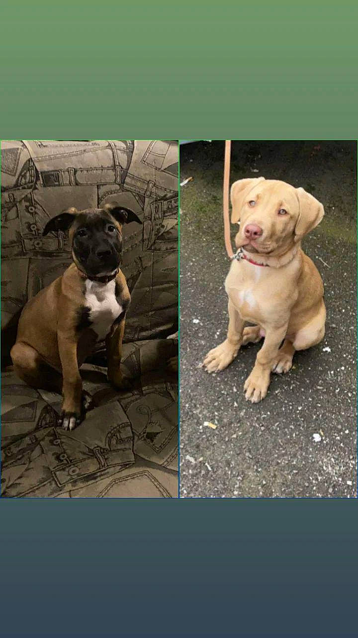 Elvira a rejoint le concours — aidez-le/la à gagner de superbes lots ! canidae, carnivore, circle, collar, companion_dog, dog, dog_breed, dog_collar, fawn, flash_photography, font, liver, non_sporting_group, pet_supply, photo_caption, snout, sporting_group, stock_photography, terrestrial_animal, working_animal