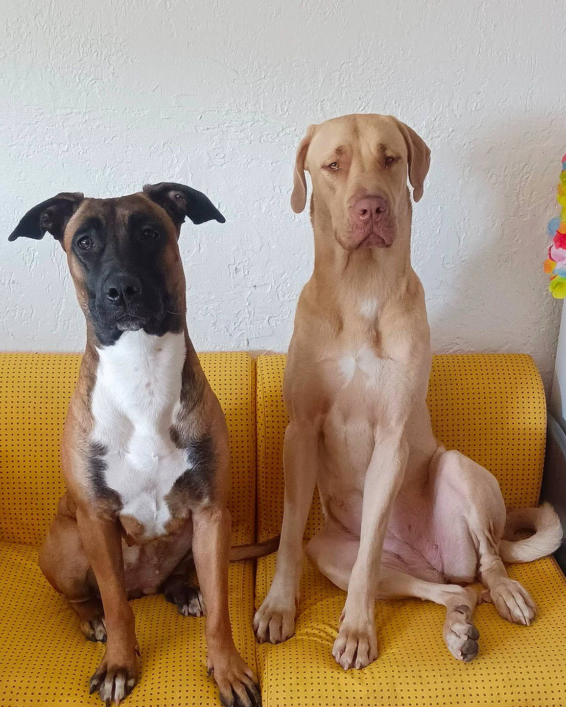 Elvira participe au concours pour gagner de l'argent avec cette photo : ancient_dog_breeds, canidae, carnivore, chair, collar, comfort, companion_dog, dog, dog_breed, dog_collar, fawn, gun_dog, hunting_dog, liver, paw, pet_supply, snout, sporting_group, working_animal, working_dog