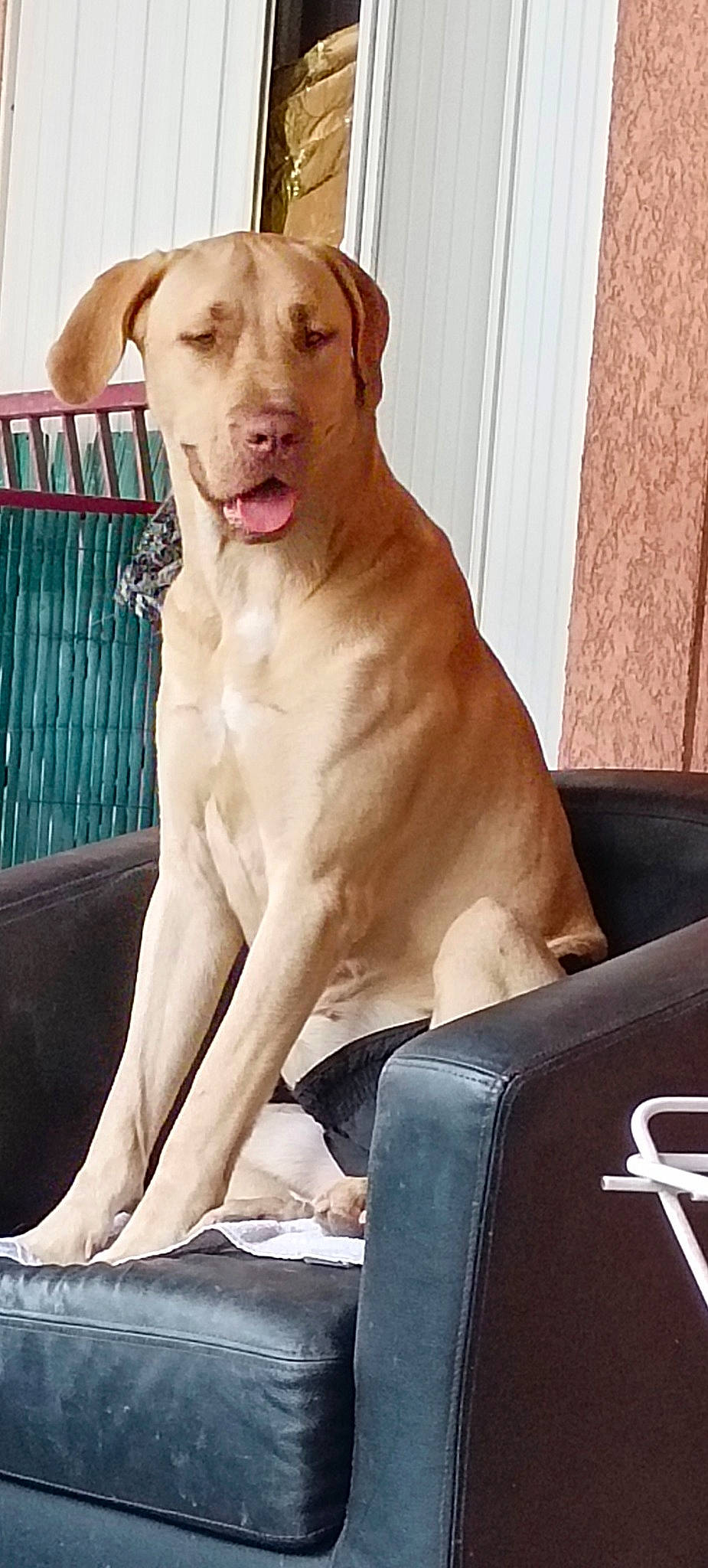 Nina participe au concours pour gagner de l'argent avec cette photo : carnivore, collar, comfort, companion_dog, dog, dog_breed, dog_collar, fang, fawn, fence, gun_dog, liver, paw, pet_supply, snout, sporting_group, tail, terrestrial_animal, whiskers, working_animal