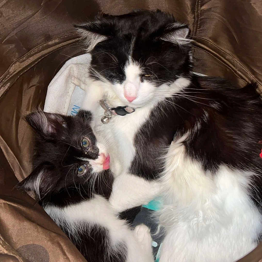 Haribo Et Oreo