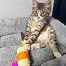 kitten, cat, tabby, pet, animal, toy, feathers, gray_bed, soft_texture, claws, pink_paws, indoor, cute, relaxed, young_animal, feline, whiskers, ears, playful, resting