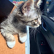 Milo joined the competition — help win amazing prizes! kitten, cat, animal, pet, fur, whiskers, paw, window, car_interior, sunlight, daylight, curious, side_view, closeup, young_animal, domestic_animal, feline, looking_out, outdoor_view, vehicle