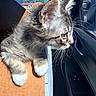 kitten, cat, animal, pet, fur, whiskers, paw, window, car_interior, sunlight, daylight, curious, side_view, closeup, young_animal, domestic_animal, feline, looking_out, outdoor_view, vehicle