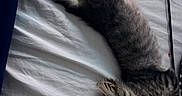 Milo is registered to the contest to win money with this photo: kitten, cat, tabby, sleeping, bed, white_bed_sheet, toy, cat_toy, red, feline, pet, cozy, indoor, striped, fur, stretched_out, resting, cute, animal, domestic_cat