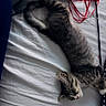 kitten, cat, tabby, sleeping, bed, white_bed_sheet, toy, cat_toy, red, feline, pet, cozy, indoor, striped, fur, stretched_out, resting, cute, animal, domestic_cat