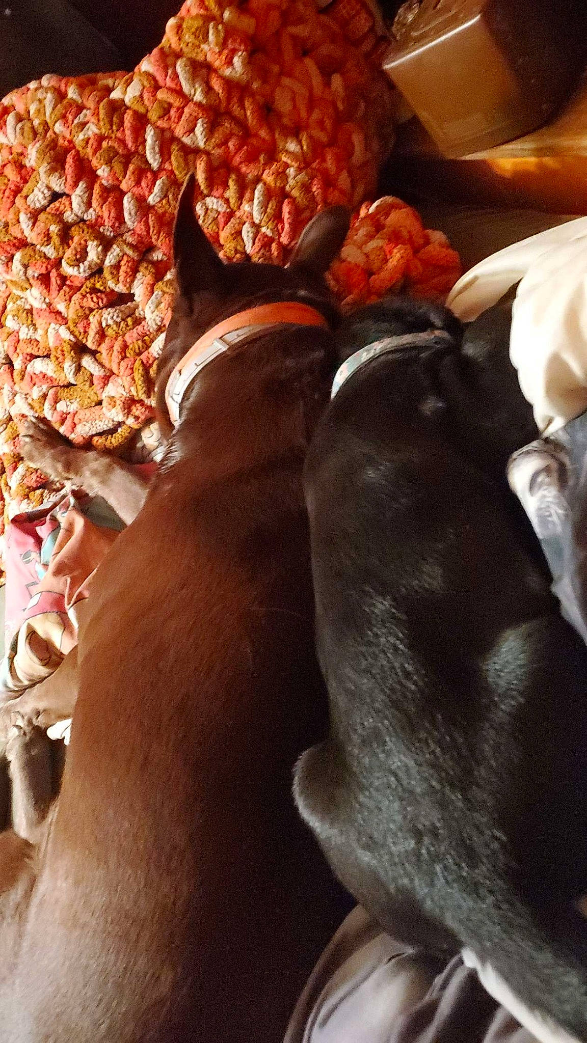 Winnie joined the competition — help win amazing prizes! carmine, carnivore, comfort, companion_dog, dog, dog_breed, fawn, felidae, fur, human_leg, liver, mammal, small_to_medium_sized_cats, snout, tail, tints_and_shades, vertebrate, whiskers, wood, working_animal