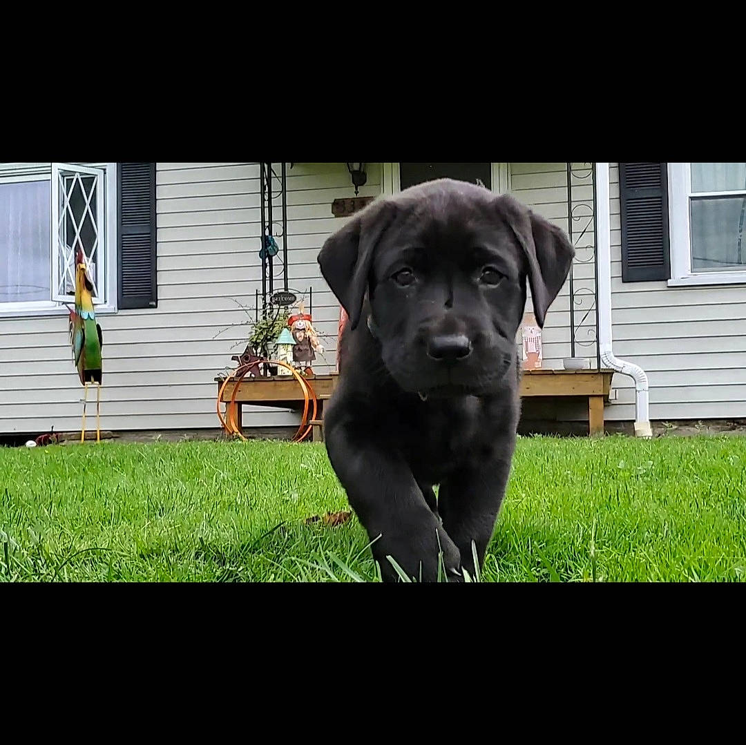 Winnie joined the competition — help win amazing prizes! borador, building, canidae, carnivore, companion_dog, dog, dog_breed, dog_collar, door, grass, guard_dog, gun_dog, houseplant, plant, porch, snout, sporting_group, tints_and_shades, window, working_animal